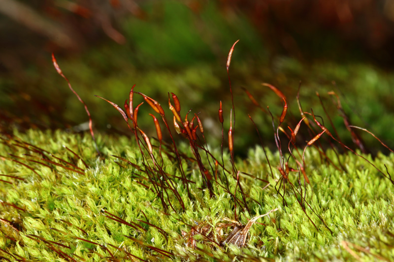 Barbula unguiculata
